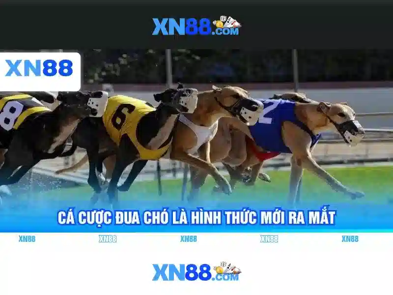 Lĩnh vực và sản phẩm