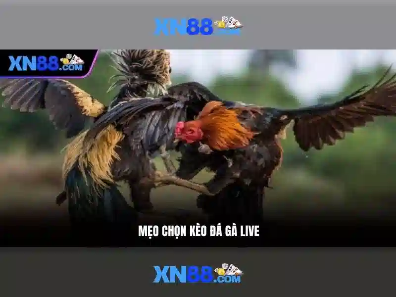 Trải nghiệm người dùng với xn88