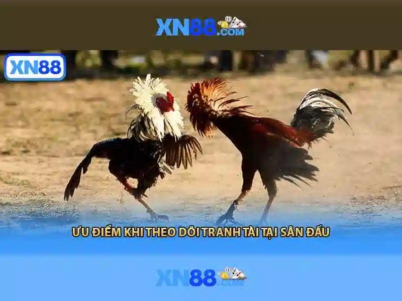 XN88: Nền tảng cược trực tuyến hàng đầu