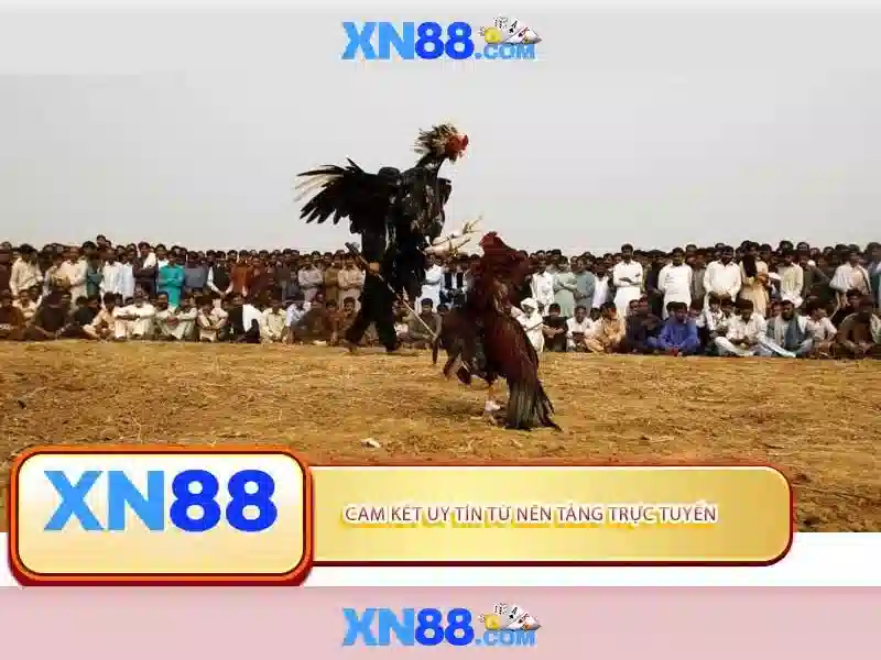 Đặc điểm nổi bật của xn88