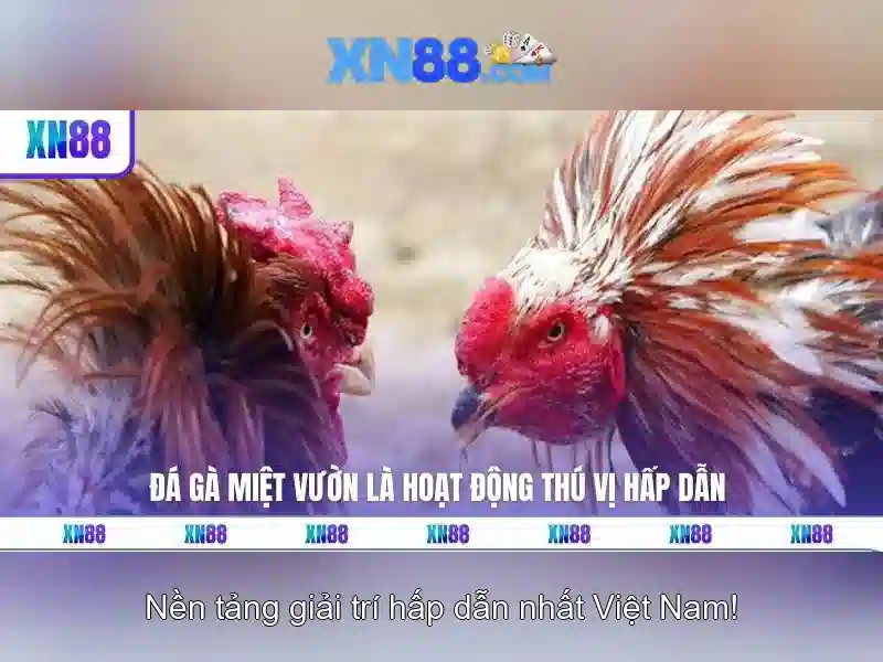 Các tính năng nổi bật của xn88