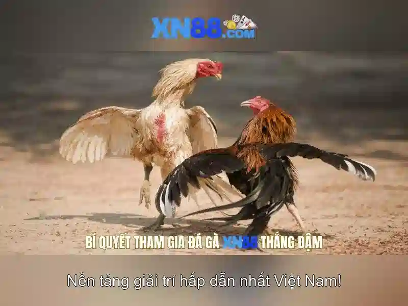 Giới thiệu về xn88