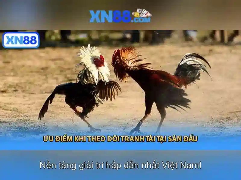 xn88: Nền tảng cá cược trực tuyến và giải trí
