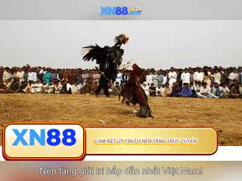xn88: Nền tảng cá cược trực tuyến và những cập nhật mới